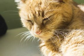 domestic cat sitting in the sun