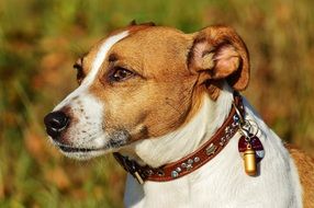 jack russell terrier in collar close-up on blurred background