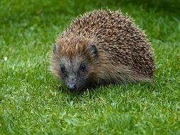 Hedgehog Animal garden portrait