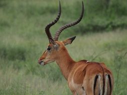 animal with twisted horns in Africa