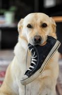 labrador with shoe in mouth