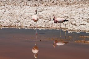 delectable Flamingos Pink bird, atacama desert, chile