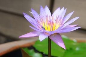 insect on a purple flower of a lotus on a pond