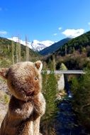 wild wombat in picturesque nature