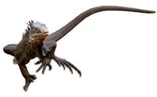 exotic lizard on the white background