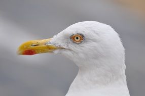 Seagull profile