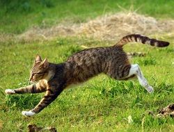 cat runs through the grass