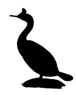 Cormorant Bird Silhouette as a drawing