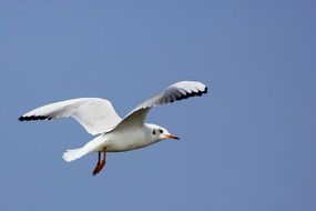 white Seagull Flying in Sky