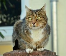 cat with bright vigilant eyes