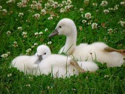 young white swans on the lawn