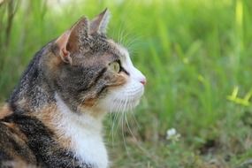 nice Cat Domestic