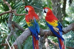 Macaw Red Parrots