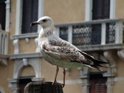 seagull on the pile