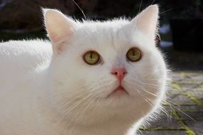 beautiful and amazing White cat