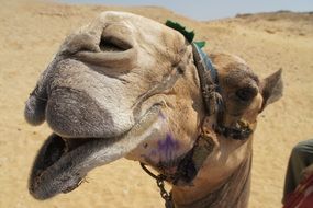 Cute portrait of a camel in the desert