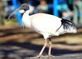 Australian White Ibis, Threskiornis molucca, in zoo