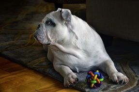 Cute English Bulldog with toy