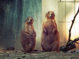 two gophers in the zoo in Nuremberg