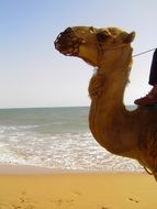 camel on the sand by the sea