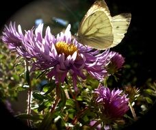 butterfly on a purple aster close-up