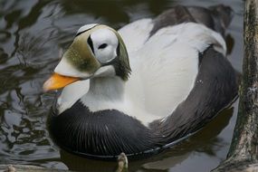 Picture of Plush Head Eider bird on a water