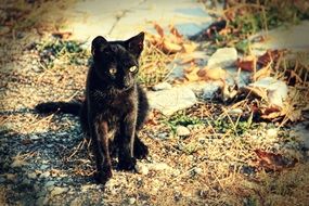 beautiful and amazing Black cat