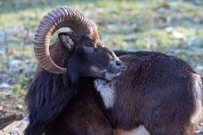 Capricorn in the wild