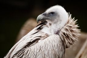 vulture in the wild