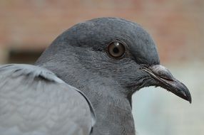pigeon head close up
