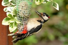great spotted woodpecker eating from the feeding place
