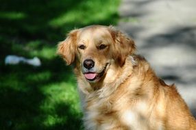 Happy Golden Retriever