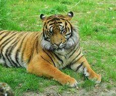 Yellow tiger outside