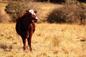 Cow on the field near the farm