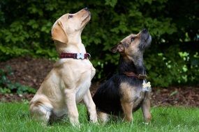 dogs on the grass are looking up