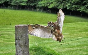 predatory eurasian eagle owl