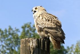 owl on the pile