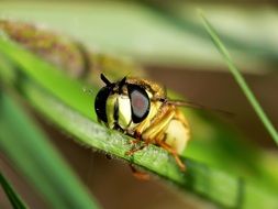 wasp with big eyes close up