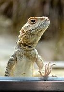 Wild lizard