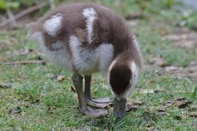 goose in the wild