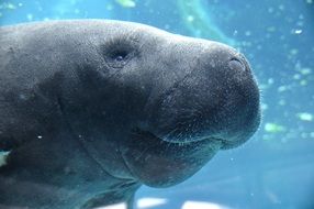 manatee under water
