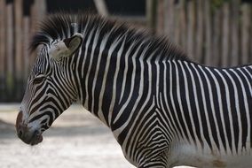 striped zebra in the zoo