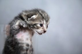sweet tiny pussy