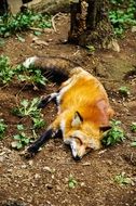 red fox resting on the ground in the forest