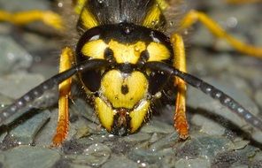 perfect beautiful Vespula Germanica