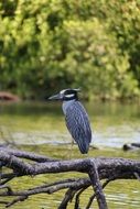 bird on the river in costa rica