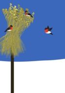 Bullfinches on a MOP of dry grass drawing