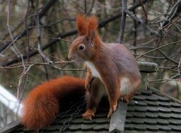 deliciously beautiful Squirrel