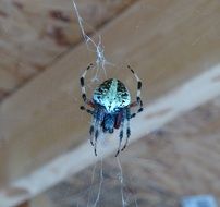 blue dangerous spider close up
