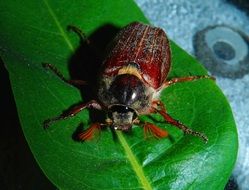 picture of the beetle is on a leaf